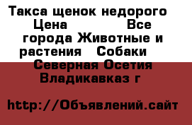 Такса щенок недорого › Цена ­ 15 000 - Все города Животные и растения » Собаки   . Северная Осетия,Владикавказ г.